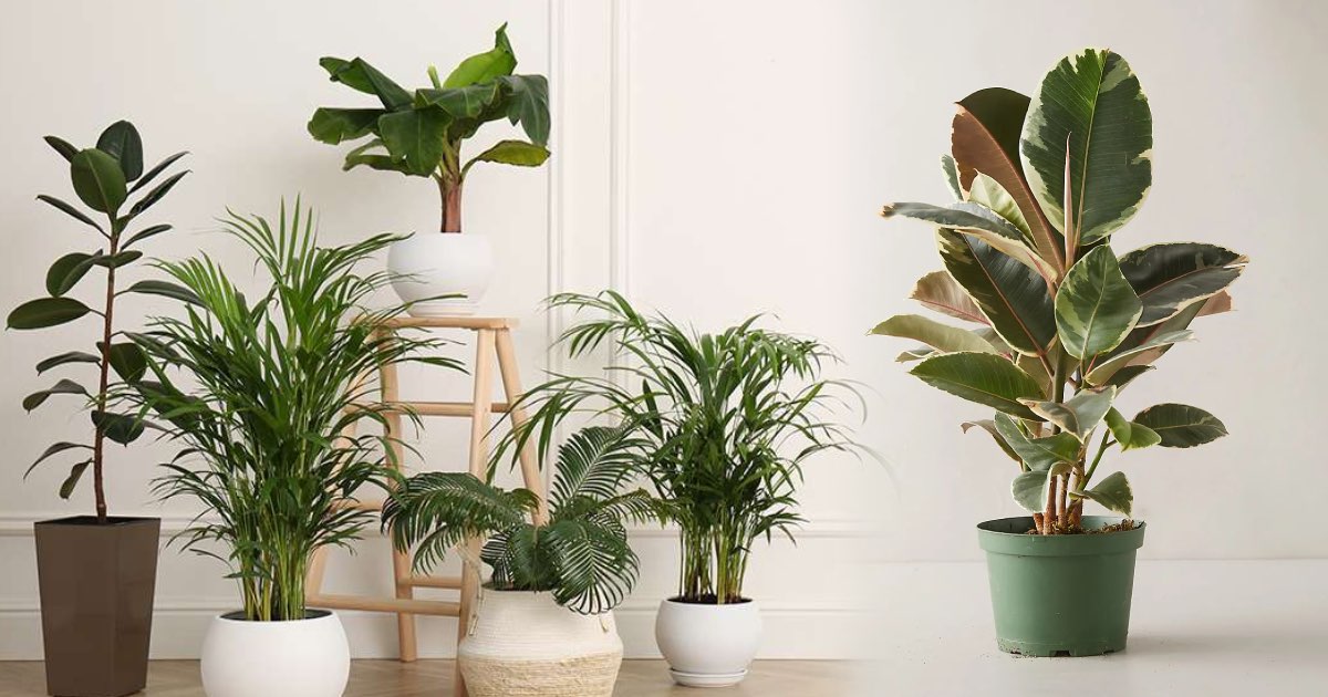 10 Indoor Plants That Clean The Air and Prevent Pollution